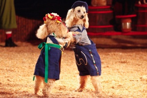 Two dogs dance during a performance at Zopp Italian Family Circus at Chandler Center for the Arts, on Friday, Jan. 6, 2011. Michel Duarte/The Arizona Republic.