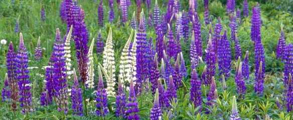 Lupins by Kim Manley Ort